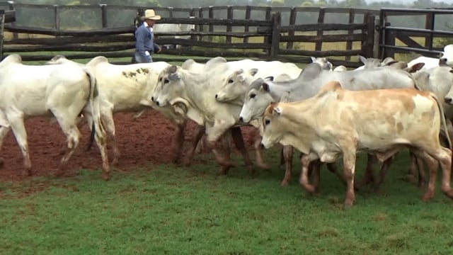 Lote 43
