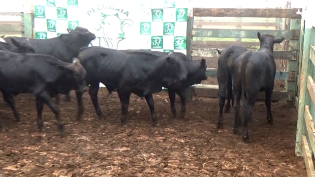 Lote 44