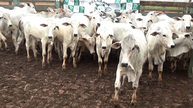 Lote  45