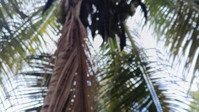 नारळाचे झाड 