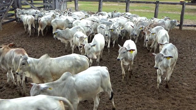 Lote 48