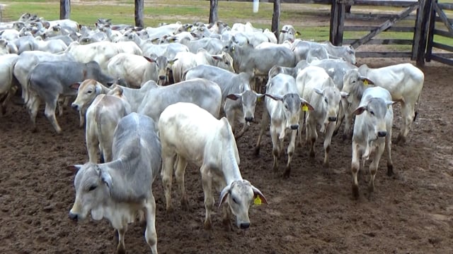 Lote 47