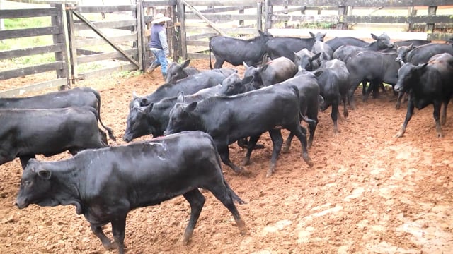 Lote 35