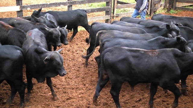 Lote 34