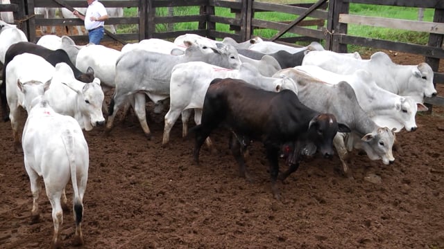 Lote 33C