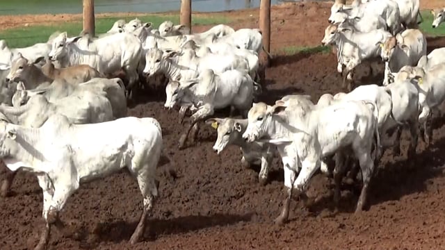 Lote 51