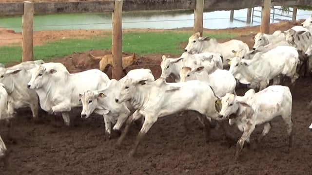 Lote 50A