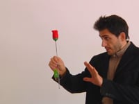 Torch to Rose - Plus