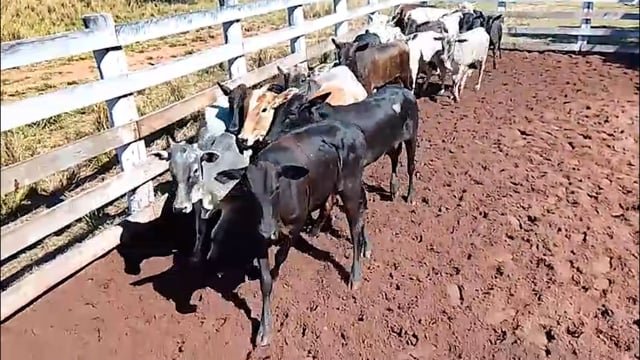 Lote 61