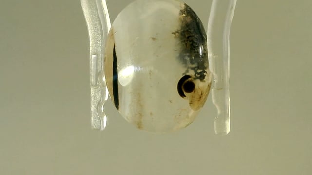 Video 1