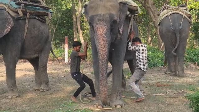 बारिश के बीच दुधवा पर्यटन सत्र का समापन, 15 नवंबर तक पर्यटकों के लिए बंद हुए कपाट