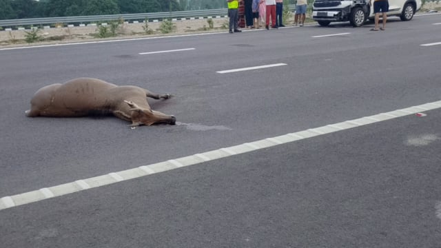 लखनऊ से प्रयागराज जा रही कार बनी हादसे का शिकार नीलगाय की मौके पर मौत#latest_news 