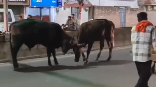मऊ मे सड़क बना रणभूमि, सांडों की लड़ाई से थम गया ट्रैफिक