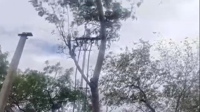 चाकूर तालुक्यातील झरी बु येथे झाडावर चढून शेळ्यांसाठी पाला तोडताना विजेचा शॉक लागून एकाचा दुर्दैवी मृत्यू