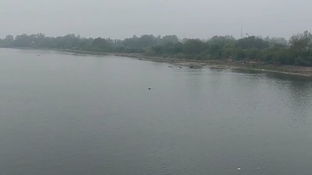 यमुना में डूब रही महिला के लिए देवदूत बना चरवाहा, बहादुरी से बचाई जान