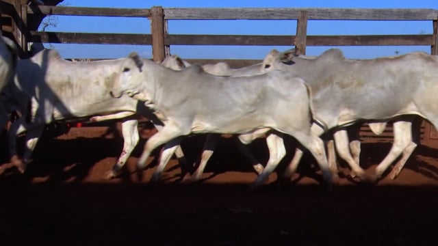 Lote 02