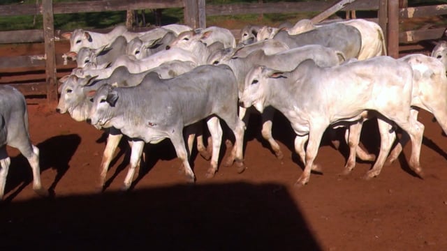 Lote 01
