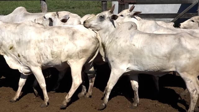 Lote 02A