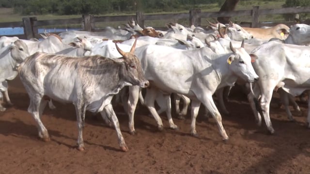 Lote 04