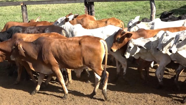 Lote 03A