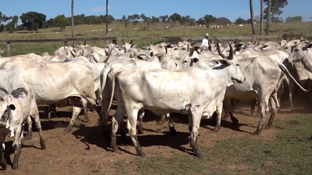 Lote 01A