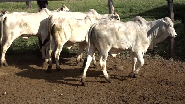 Lote 04A