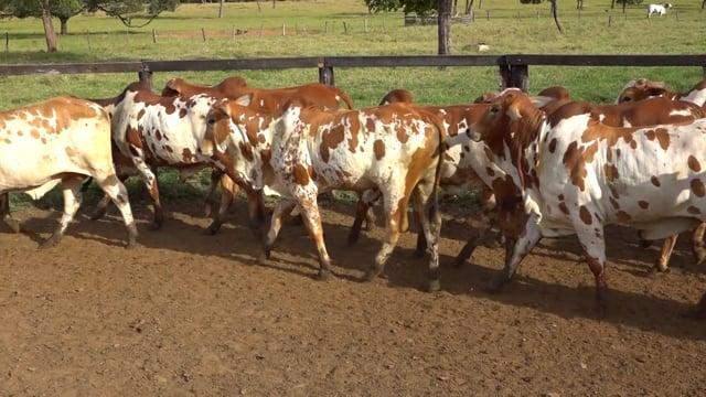 Lote 05A