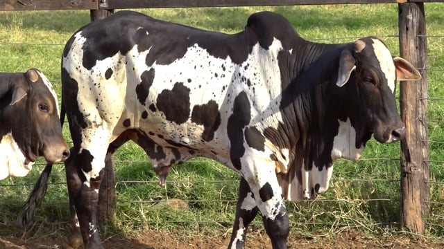 Lote 06A