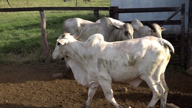 Lote 07A