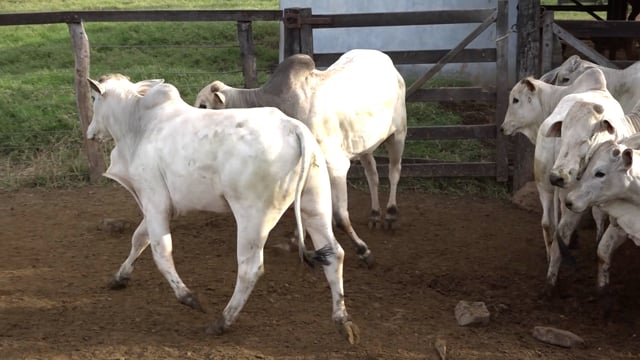 Lote 08A