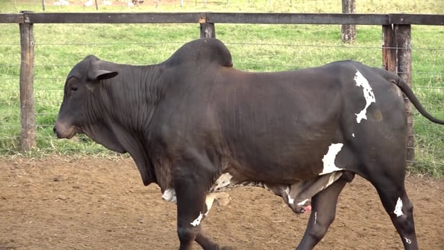 Lote 09A