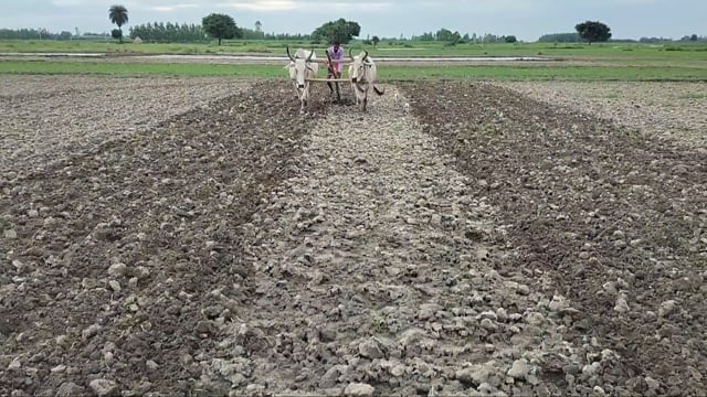 पुरानी परंपरा के साथ धान की रोपाई में जुटे किसान
