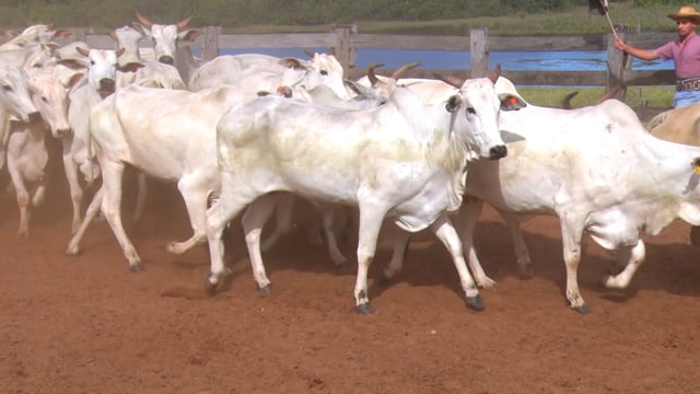 Lote 03