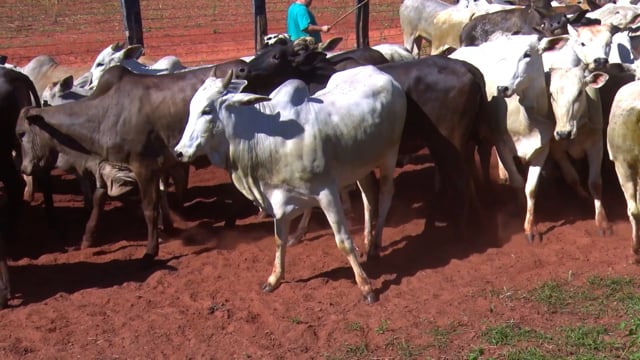 Lote 02G