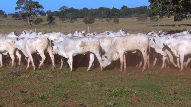 Lote 07