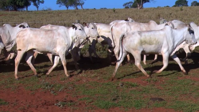 Lote 06