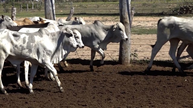 Lote 10B