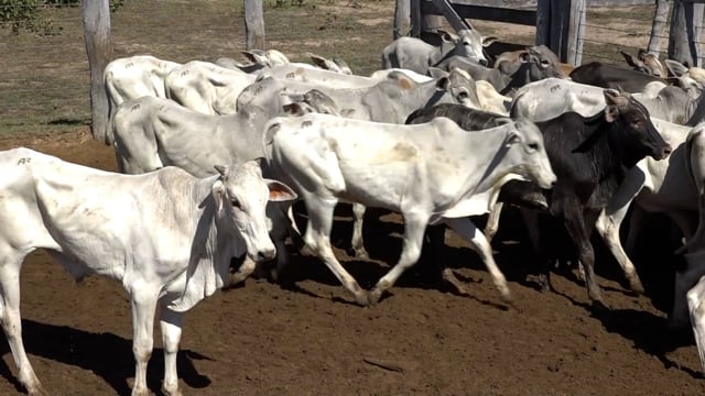 Lote 11B