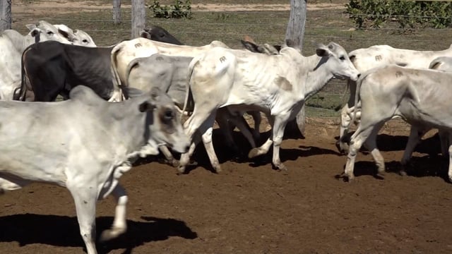 Lote 12B