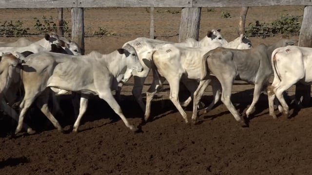 Lote 17B