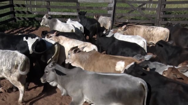 Lote 32