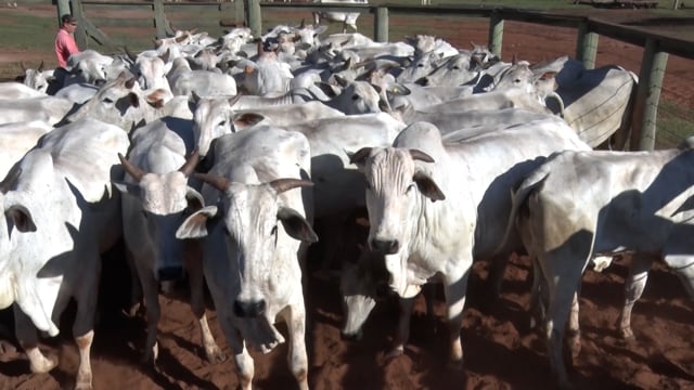 Lote 34