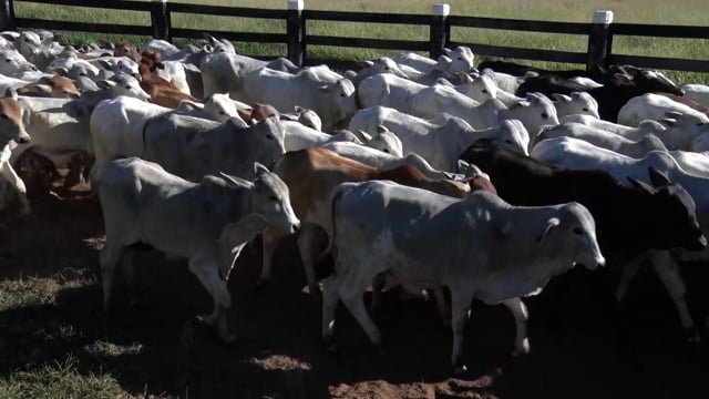 Lote 31