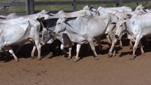 Lote 08
