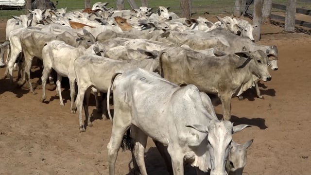 Lote 41