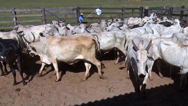 Lote 09