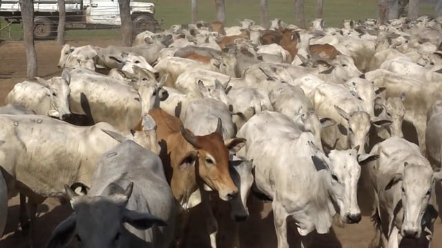 Lote 40