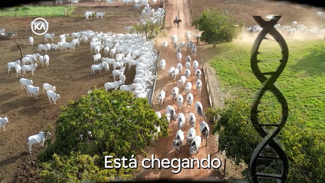 VT COMERCIAL