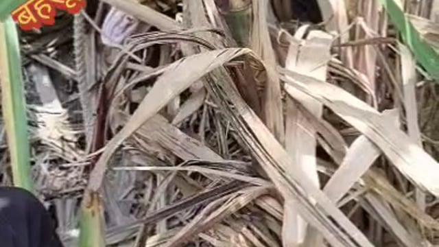 हस्तिनापुर क्षेत्र के कस्बा बहसूमा में आज एक विशाल, लगभग 17 से 18 फीट लंबे अजगर का सफल रेस्क्यू किया गया। रविंद्र कुमार के बाग में पिछले 15 दिनों से दिखाई दे रहे इस अजगर की सूचना मजदूरों ने 112 और वन विभाग को दी। सूचना मिलते ही सीताराम जी की टीम मौके पर पहुँची और सुरक्षित तरीके से अजगर का रेस्क्यू कर लिया।