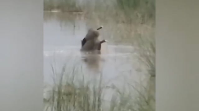 *बहराइच में खौफनाक हमला..!!*
 मगरमच्छ ने 12 साल के बच्चे को जिंदा निगला।

बच्चा धान रोपाई के बाद नदी में हाथ–पैर धोने गया था।